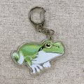 アクリルキーホルダー frog2【P】