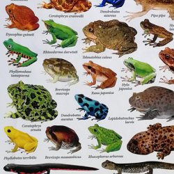 画像6: 両生類大全 Ｔシャツ