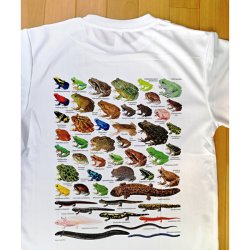 画像7: 両生類大全 Ｔシャツ