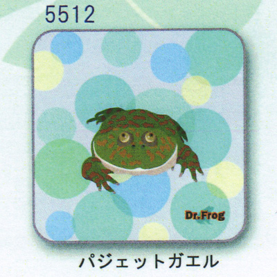カエル博士 ハンカチ バジェットガエル Frogs カエルグッズ専門店 自由が丘