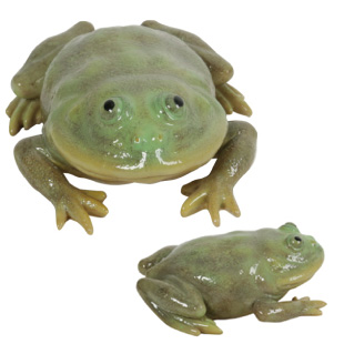Rep マグネット バジェットフロッグ Frogs カエルグッズ専門店 自由が丘