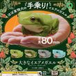 画像3: ガチャガチャ 大きなイエアメガエル