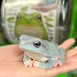 画像4: ガチャガチャ 大きなイエアメガエル