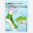 画像5: いきものくつした ニホンアマガエル ソックス
