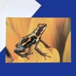 画像1: フォト グリーティングカード ヤドクガエル