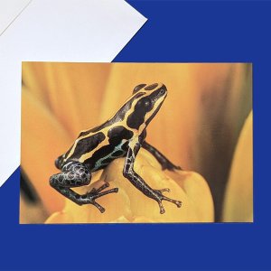 画像: フォト グリーティングカード ヤドクガエル