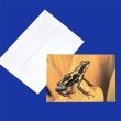 画像2: フォト グリーティングカード ヤドクガエル